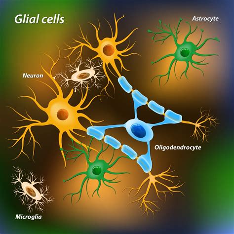 Glia